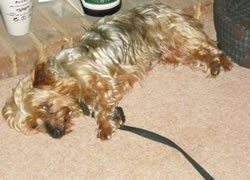 One of my Calmer Canines built up through many years of observing dogs and how they interact