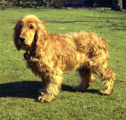 Dog training in Sevenoaks, Whitstable, Maidstone, Faversham and Broadstairs